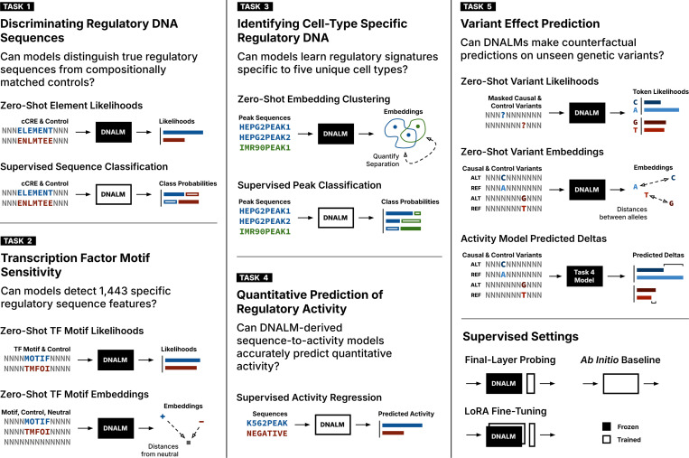 DART-Eval task map separating zero-shot, probing, fine-tuning, and ab-initio baselines