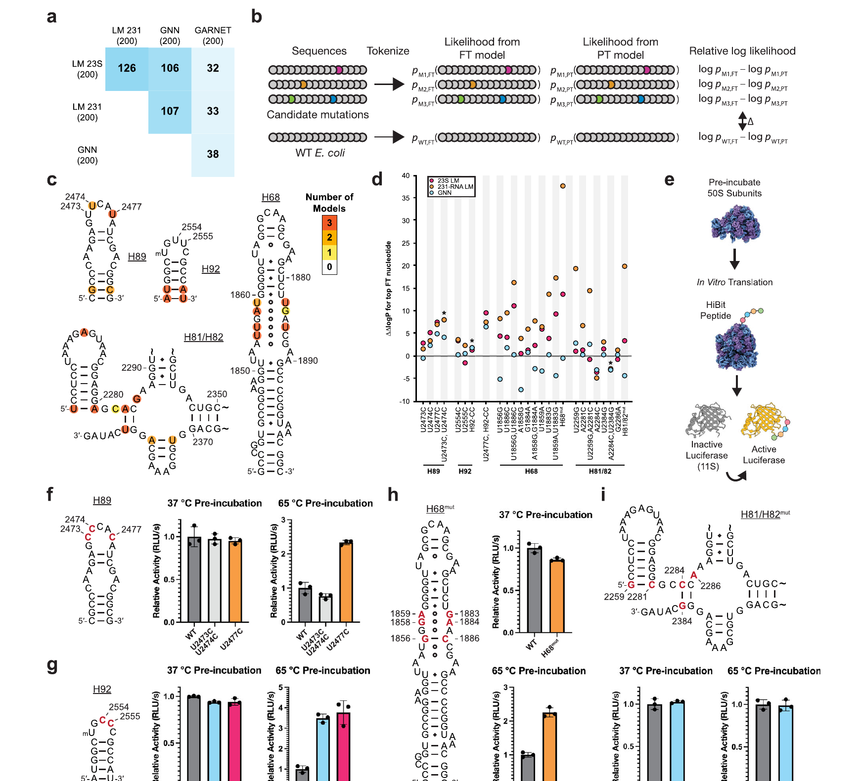 Prospective testing of language-model-selected ribosomal RNA mutations