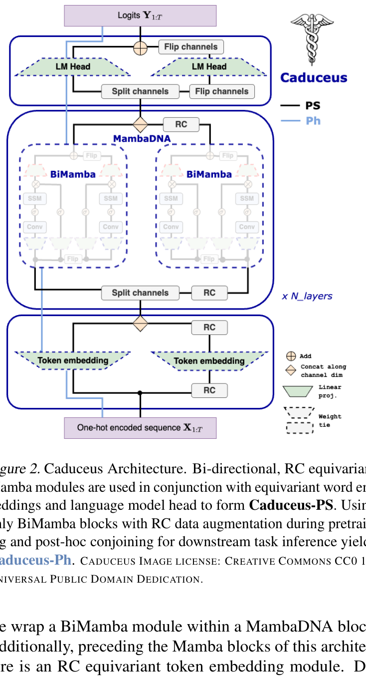 Figure 8: Caduceus uses a bi-directional, reverse-complement-equivariant stack (BiMamba layers with an RC-equivariant head), encoding strand symmetry as an inductive bias.