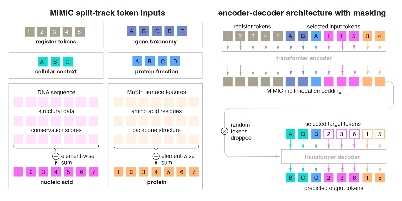 Figure 2: The split-track encoder-decoder. Aligned modalities are element-wise summed within each track; the encoder processes the unified token sequence plus register tokens; random tokens are dropped and a cross-attention decoder reconstructs target modalities.